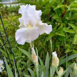 Weiße Iris